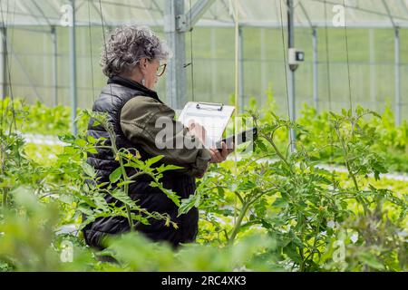 Seitenansicht einer gebündelten, reifen Gärtnerin in Freizeitkleidung und Brille mit Notizen auf dem Klemmbrett bei der Untersuchung grüner Pflanzen im Gewächshaus Stockfoto
