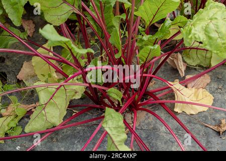 Hoher Winkel von grünen jungen und getrockneten Blättern von Rote-Bete-Pflanzen mit dünnen roten Stielen, die bei Tageslicht im Gemüsegarten wachsen Stockfoto