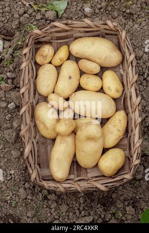 Draufsicht der weißen Pflanzkartoffeln in Korb mit Weidenkörben, die während des Aussaatvorgangs tagsüber auf dem landwirtschaftlichen Plantagenfeld platziert werden Stockfoto