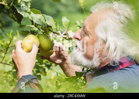 Seitenansicht eines gealterten, grauhaarigen männlichen Landwirts, der frische grüne Zitronen berührt und wegschaut, während er neben dem Baum mit Blättern und Blumen in Daylight ag steht Stockfoto