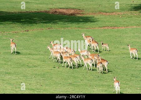 Von über Hirschen im Wald auf einem Spaziergang hintereinander, während sie auf einer Wiese grünes Gras grasen Stockfoto