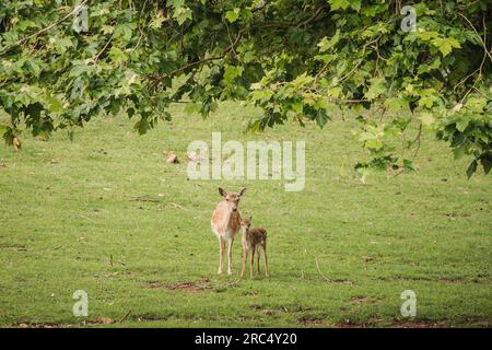 Hirsch mit ihrem Jungwald in einem mit Sträuchern auf einer Wiese, die wegblickt Stockfoto