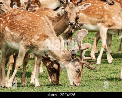 Herde von Hirschen im Wald, die am helllichten Tag weiden Stockfoto