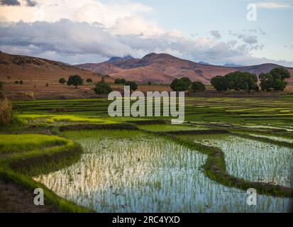 Malerischer Blick auf die üppig grüne Reisplantage mit segmentiertem Pool aus Wasser und Hügeln mit Bäumen und wolkenblauem Himmel tagsüber in Madagaskar Afrika Stockfoto