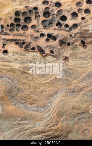 Nahaufnahme von flachen Löchern, die von langweiligen Muscheln und verwittertem Sandstein am Strand im Olympic National Park an der Washington Coast geformt wurden Stockfoto