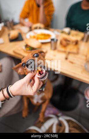 Die anonyme Besitzerin sitzt mit Freunden am Holztisch und isst und füttert den Hund im Restaurant mit köstlichem Essen Stockfoto