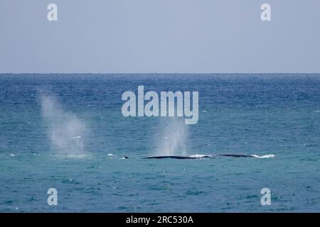 Flossenwale/Finnwal-Herde/Gemeine Wale (Balaenoptera physalus), die im Sommer auftauchen und blasen/Spucken, Svalbard/Spitsbergen Stockfoto