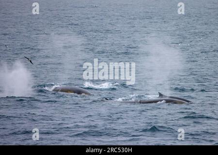 Flossenwale/Finnwal-Herde/Gemeine Wale (Balaenoptera physalus), die im Sommer auftauchen und blasen/Spucken, Svalbard/Spitsbergen Stockfoto