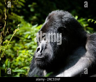 Silberrücken-Männchen Berggorilla (Gorilla beringei beringei) Kopf und Schultern Seitenansicht nachdenklich blickend im Virunga-Nationalpark, Ruanda. Stockfoto