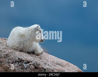 Ein Bergziege-Kind entspannt sich in der Sonne hoch oben in den Colorado Rockies Stockfoto