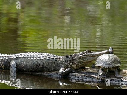 Ein Alligator im Bayou sonnt sich in der Sonne auf einem Baumstamm und legt seinen Kopf auf einer Schildkröte Stockfoto