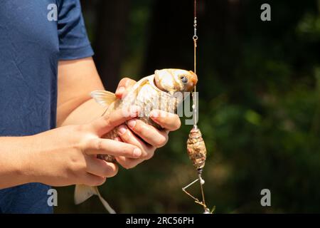 Er fing Karpfen in den Händen eines Fischers beim Sommerfischen, Fisch und Fischer, beim Angeln Stockfoto