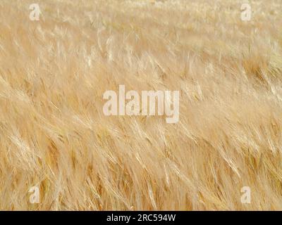 Ein Gerstenfeld (Hordeum vulgare) vor der Ernte, Sommer in Süddeutschland Stockfoto