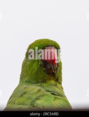 Rose hat einen Sittich in der Nahaufnahme geklingelt Stockfoto