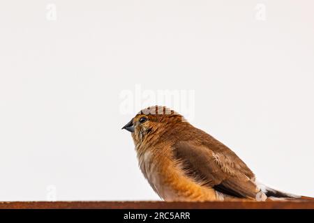 Ein Silver Bill, der in den Himmel blickt Stockfoto