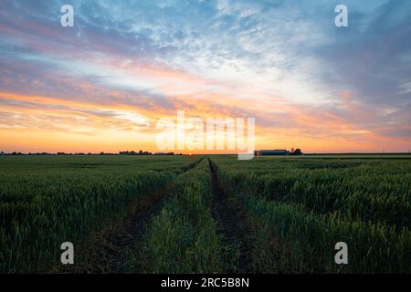 Idyllischer Blick auf den farbenfrohen Sonnenuntergang über einem Weizenfeld Stockfoto