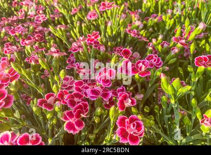 Selektivfokus von Dianthus caryophyllus Pink Kisses im Garten bei Sonneneinstrahlung. Schöne magentafarbene Dianthus-Blumen im Hintergrund. Stockfoto