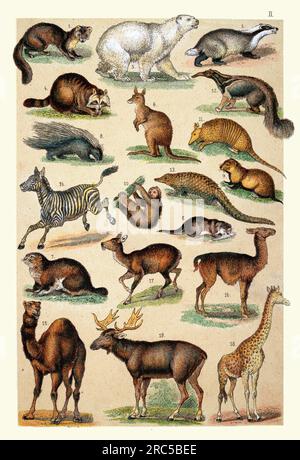 Vintage Illustration von wilden Tieren, 1 Baummarder, 2 Otter, 3 Badger, 4 Racoon, 5 Eisbär, 6 Riesenkänguru, 7 Marmot, 8 Stachelschwein, 9 Hamster, 10 Stockfoto