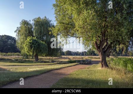 Im Sommer am frühen Morgen spazieren Sie durch Bushy Park Ponds Surrey UK Stockfoto