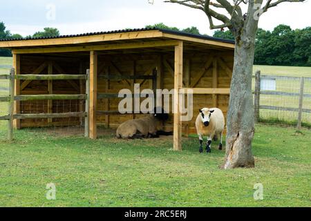 Schafe im Stall auf dem Bauernhof Stockfoto