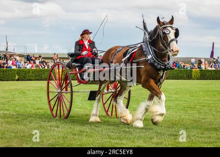 Harrogate, North Yorkshire, Großbritannien. Dienstag, 11. 2023. Lady fährt einen roten zweirädrigen Damenwagen in der Heavy Horse Singles Klasse, Great Yorkshire Show Stockfoto