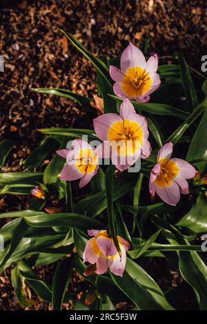 Tulipa bakeri 'Lilac Wonder' (Botanische Tulpe): Nahaufnahme von malvenrosa Wildblumen-Tulpen mit gelber Mitte Stockfoto