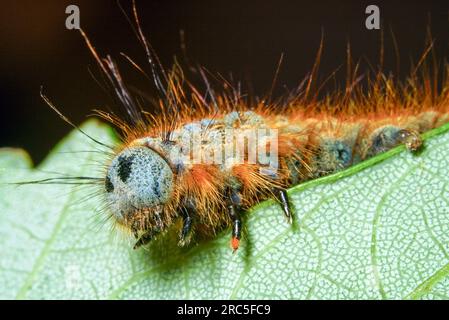 Lakey Moth Caterpillar trägt Parasiten auf der Abreise an der Hartland Devon Heritage Coast 9 - 12 Stockfoto
