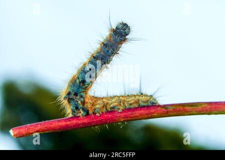 Lackey Moth Caterpillar V Shape auf dem Weg an der Hartland Devon Heritage Coast 11 - 12 Stockfoto
