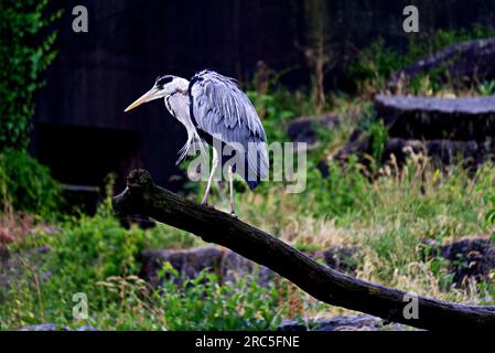 Grauer hron sitzt auf einem Ast Stockfoto