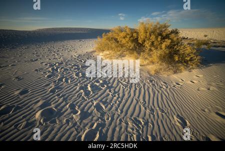 White Sands im Morgenlicht | White Sands-Nationalpark, New Mexico, USA Stockfoto