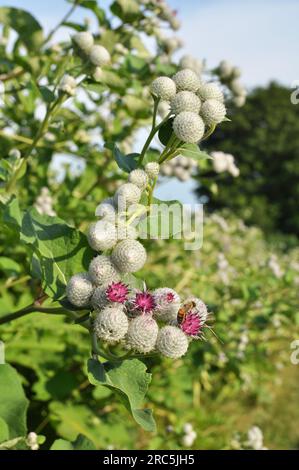 Klette (Arctium) wächst im Sommer in der Wildnis Stockfoto