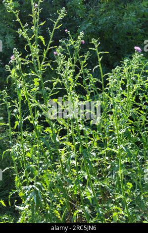 Die Distel (Carduus acanthoides) wächst in der Wildnis im Sommer Stockfoto