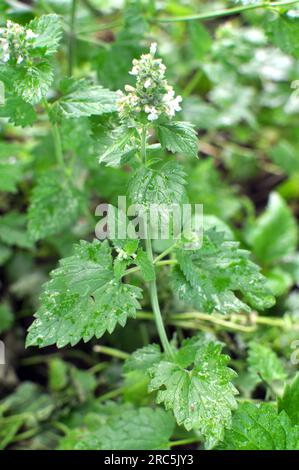 Melissa (Melissa officinalis) blüht auf einem Strauchzweig Stockfoto