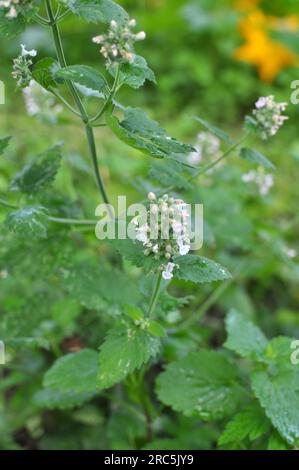 Melissa (Melissa officinalis) blüht auf einem Strauchzweig Stockfoto