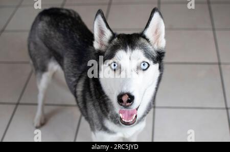 Porträt eines sibirischen Huskys mit blauen Augen Stockfoto