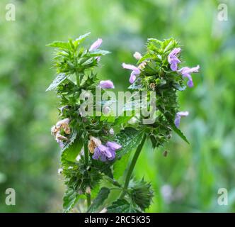 Die Wildpflanze Ballotanigra wächst in der Natur Stockfoto