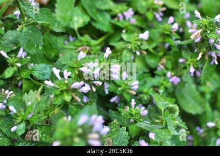 Die Wildpflanze Ballotanigra wächst in der Natur Stockfoto