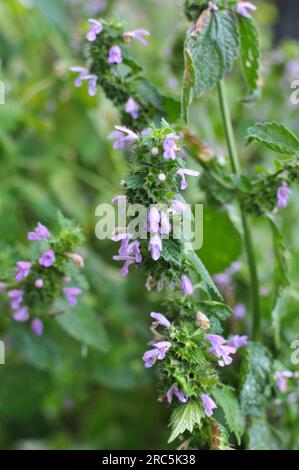 Die Wildpflanze Ballotanigra wächst in der Natur Stockfoto