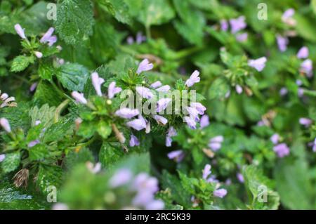 Die Wildpflanze Ballotanigra wächst in der Natur Stockfoto