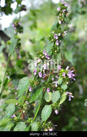 Die Wildpflanze Ballotanigra wächst in der Natur Stockfoto