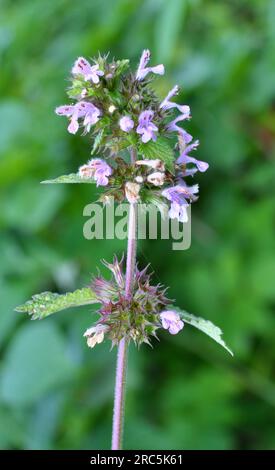 Die Wildpflanze Ballotanigra wächst in der Natur Stockfoto