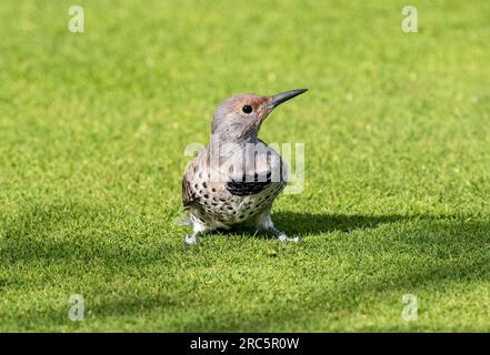 Porträt einer Northern Flicker, einer Frau mit rotem Schacht, während sie auf dem Boden auf einem grünen Rasen liegt. Stockfoto