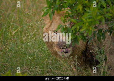Hungriger afrikanischer Löwe, der Sie hinter einem Busch in Masai Mara, Kenia, anstarrt Stockfoto