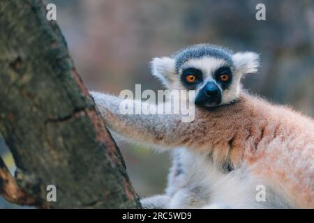 Nahaufnahme von Ringschwanzleemur. Niedliches Tier mit hervorstehendem Maulkorb und orangefarbenen Augen Stockfoto