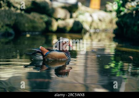Nahaufnahme einer Mandarinenente, die im See schwimmt. Die bunteste Ente der Welt, der Teich im Safaripark Stockfoto