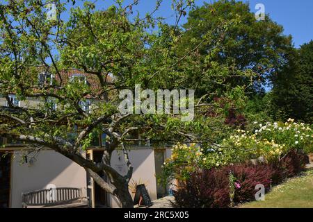 Chalice Gardens, Glastonbury, Somerset, England. Juni 14 2023 Stockfoto