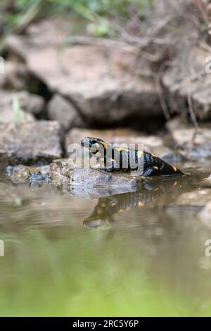 Feuersalamander (Salamandra salamandra) auf einem Felsen in einem flachen Teich mit Reflexion auf der Wasseroberfläche. Stockfoto