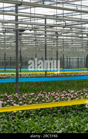 Jungpflanzen von Kurkuma, Curcuma longa Blütenpflanze der Ingwerfamilie, Zierblumen, die im niederländischen Gewächshaus angebaut werden, Niederlande Stockfoto