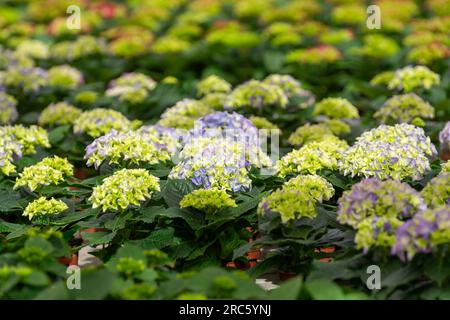 Anbau verschiedener Sommerbepflanzungen, Begonien, Petunien, Jungpflanzen und Blütenpflanzen, dekorative oder dekorative Gartenpflanzen, die in den Niederlanden wachsen Stockfoto