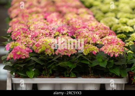 Anbau verschiedener Sommerbepflanzungen, Begonien, Petunien, Jungpflanzen und Blütenpflanzen, dekorative oder dekorative Gartenpflanzen, die in den Niederlanden wachsen Stockfoto